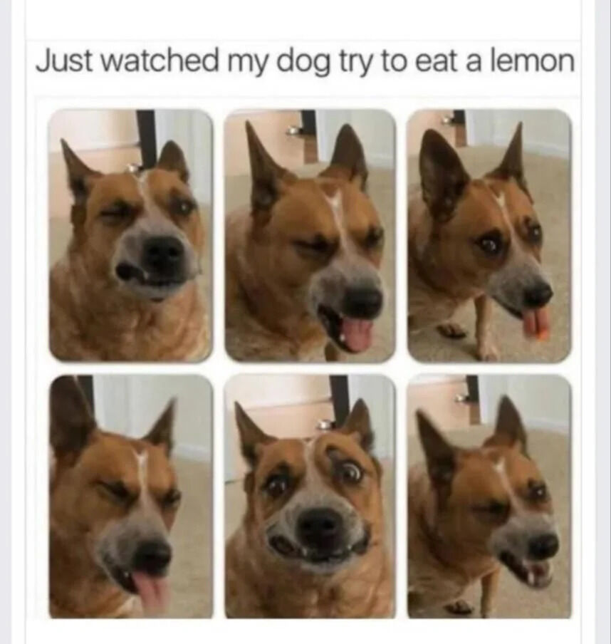 WholesomeMeme's tweet image. 