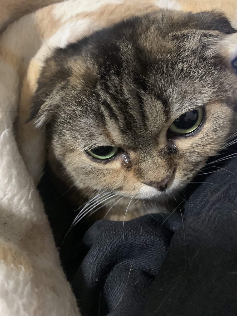 立ち退きを拒否する( ΦωΦ ) 