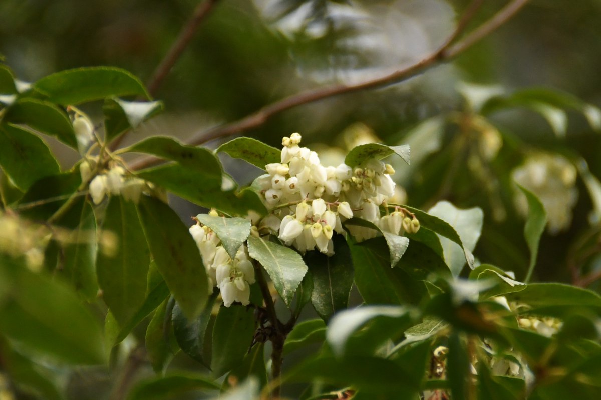 HadanoVC's tweet image. 8時40分の気温2.9度　晴れ
今朝は青空の中、白く染まった丹沢の山々が見えました。塔ノ岳や丹沢山では #積雪 3センチほどです。
21日に #宮ヶ瀬湖 畔に情報収集に行ってきました。
情報をブログに掲載しましたので、ご覧ください。
hadanovc.blogspot.com/2026/01/121.ht…
#アセビ　#シメ　#ルリビタキ　#カヤクグリ