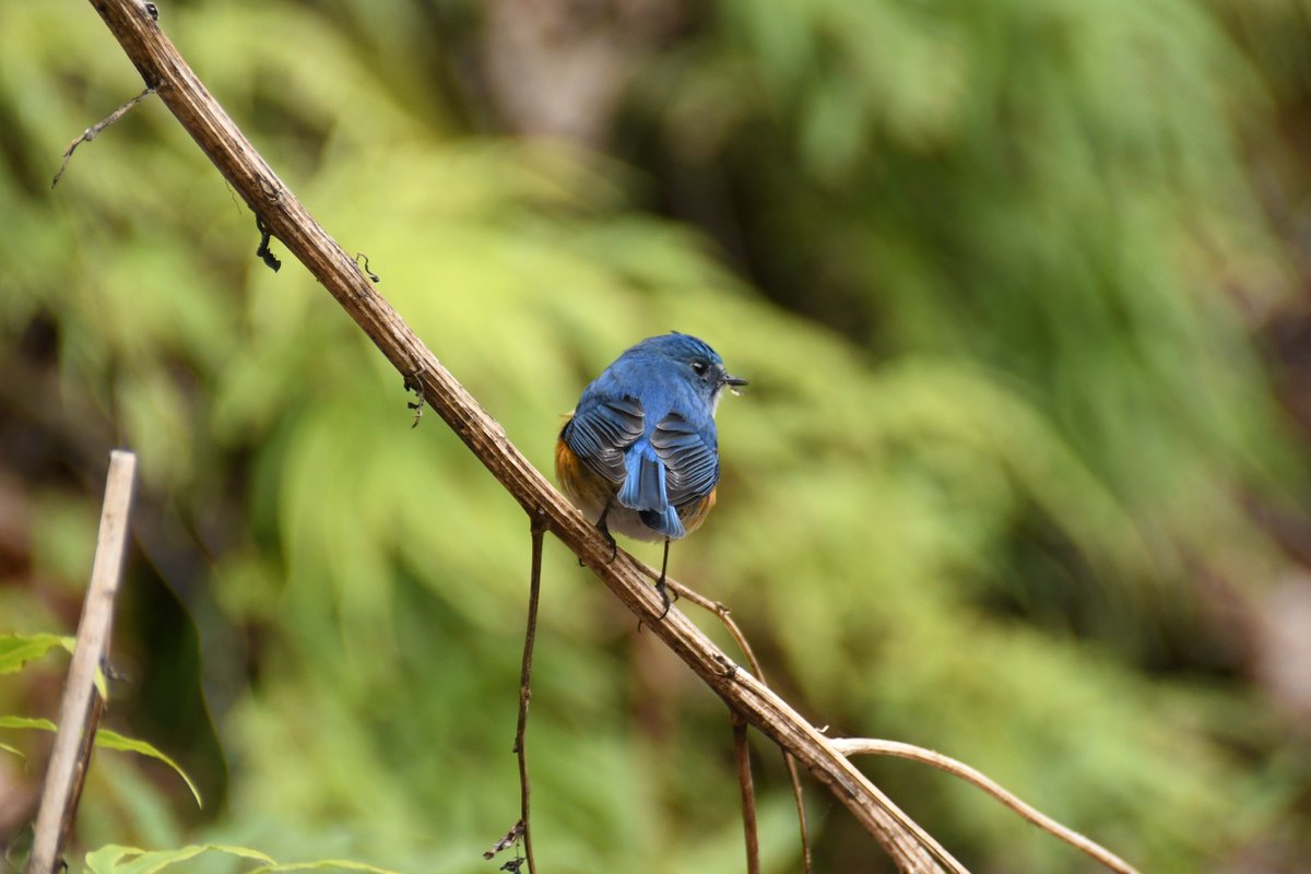 HadanoVC's tweet image. 8時40分の気温2.9度　晴れ
今朝は青空の中、白く染まった丹沢の山々が見えました。塔ノ岳や丹沢山では #積雪 3センチほどです。
21日に #宮ヶ瀬湖 畔に情報収集に行ってきました。
情報をブログに掲載しましたので、ご覧ください。
hadanovc.blogspot.com/2026/01/121.ht…
#アセビ　#シメ　#ルリビタキ　#カヤクグリ
