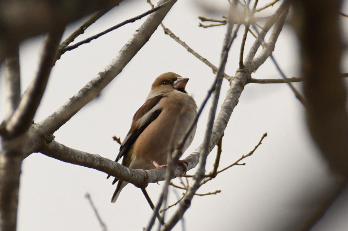 HadanoVC's tweet image. 8時40分の気温2.9度　晴れ
今朝は青空の中、白く染まった丹沢の山々が見えました。塔ノ岳や丹沢山では #積雪 3センチほどです。
21日に #宮ヶ瀬湖 畔に情報収集に行ってきました。
情報をブログに掲載しましたので、ご覧ください。
hadanovc.blogspot.com/2026/01/121.ht…
#アセビ　#シメ　#ルリビタキ　#カヤクグリ