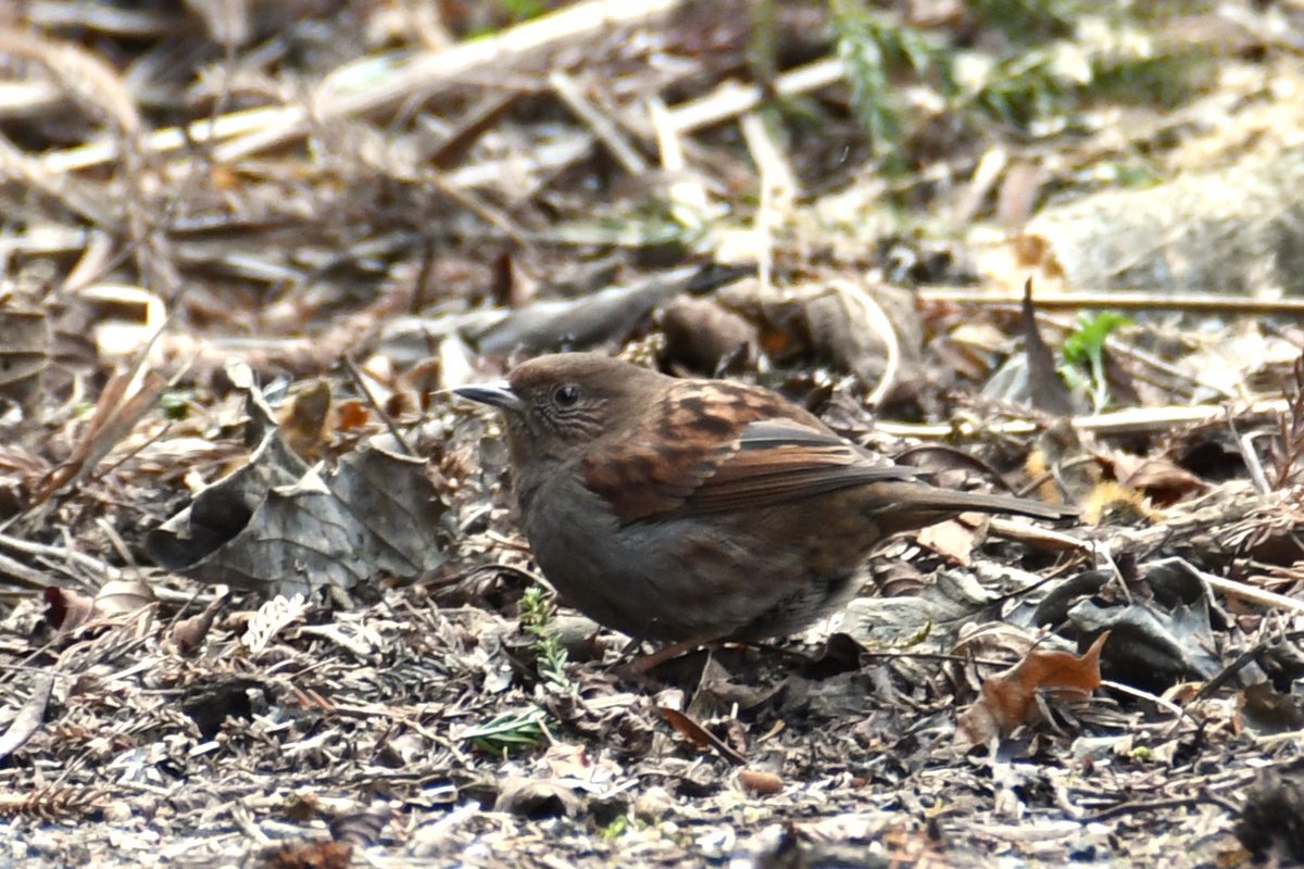 HadanoVC's tweet image. 8時40分の気温2.9度　晴れ
今朝は青空の中、白く染まった丹沢の山々が見えました。塔ノ岳や丹沢山では #積雪 3センチほどです。
21日に #宮ヶ瀬湖 畔に情報収集に行ってきました。
情報をブログに掲載しましたので、ご覧ください。
hadanovc.blogspot.com/2026/01/121.ht…
#アセビ　#シメ　#ルリビタキ　#カヤクグリ