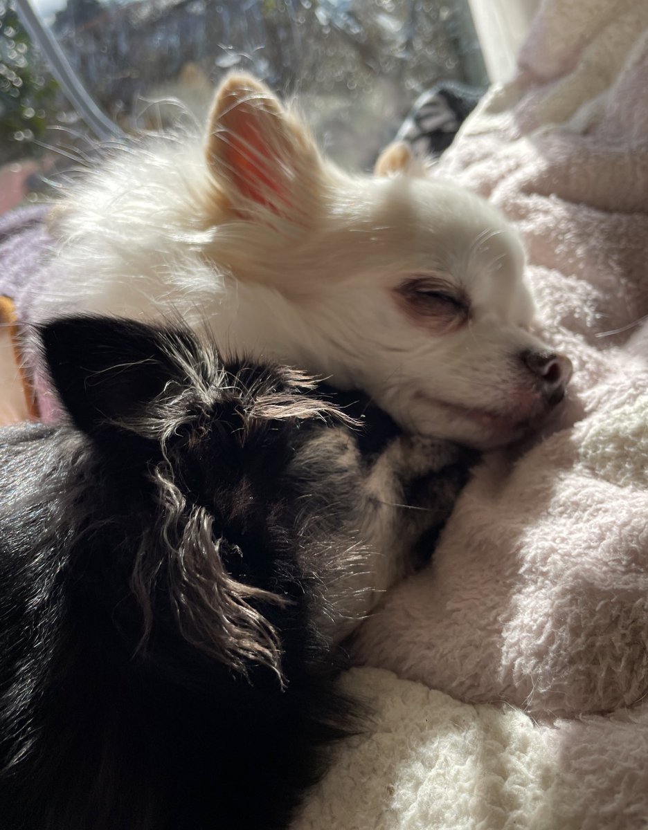 大好きだよ💕
#チワワ　#秘密結社老犬倶楽部　#シニア犬　#仲良しワンコ