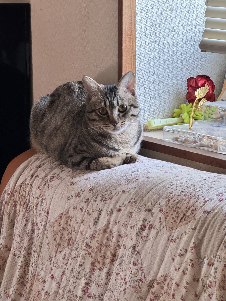 今日のコロちゃん　
これは女の子と間違えられてもおかしくないって納得する可愛さ🩷