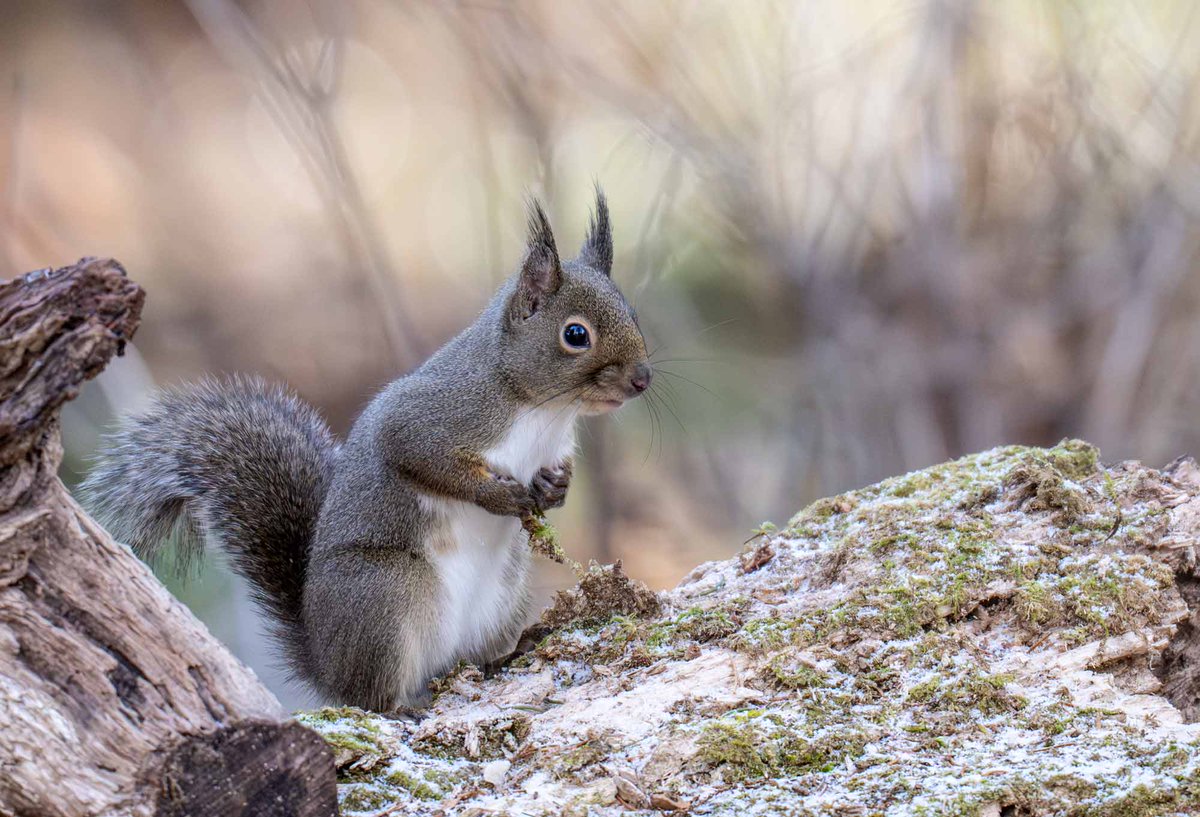 握りしめて
真剣な眼差しで何を見ているの・・・
＃ニホンリス　＃眼差し