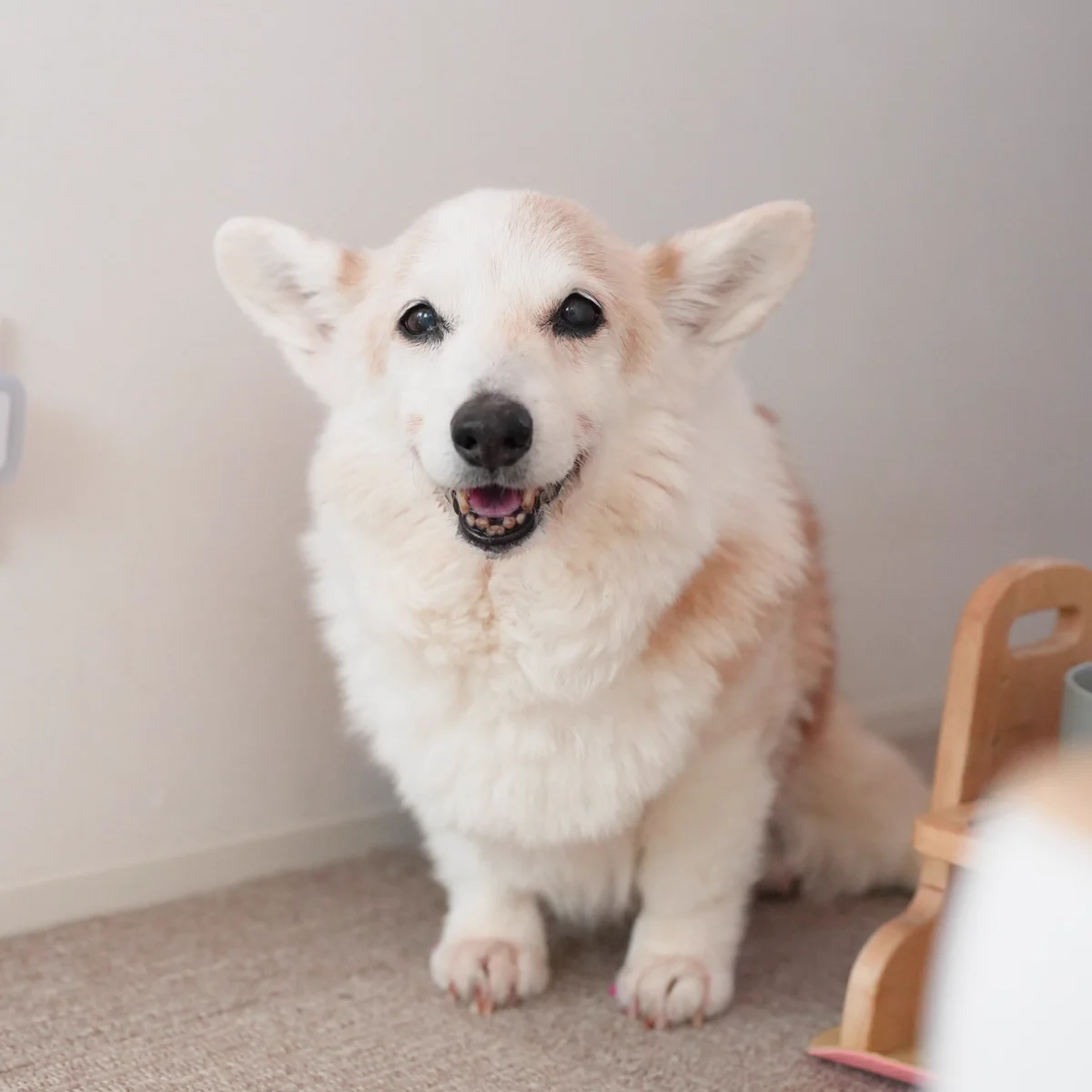 コーギー 犬 ノエ さん