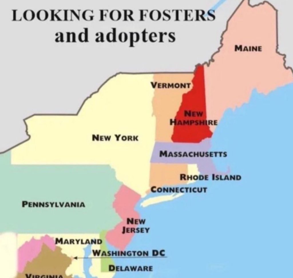 CharBolen's tweet image. FOSTERS AND ADOPTERS URGENTLY NEEDED 
FOR DOGS AND CATS AT NYCACC ⚠️🆘⚠️ 
You can save a life!! You don't have to live in NY ⚠️ 
Dogs and cats are being killed almost daily 💔 
Shelter is full and it's a crisis for the dogs and cats!
DM @CathyPolicky if you can help!
Plz Share ⚠️