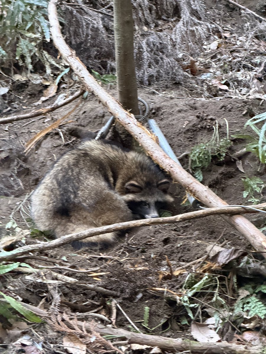 Wanaryman's tweet photo. 今期4頭目と5頭目は猪とタヌキのダブル。タヌキはリリース。ほんとに狸寝入りするのね笑
猪は50kgくらいかなあ。
体バキバキです笑
#狩猟 #狩猟免許 #罠猟 #くくり罠 #ジビエ #猪 #イノシシ #鹿 https://t.co/XaoH3G603K