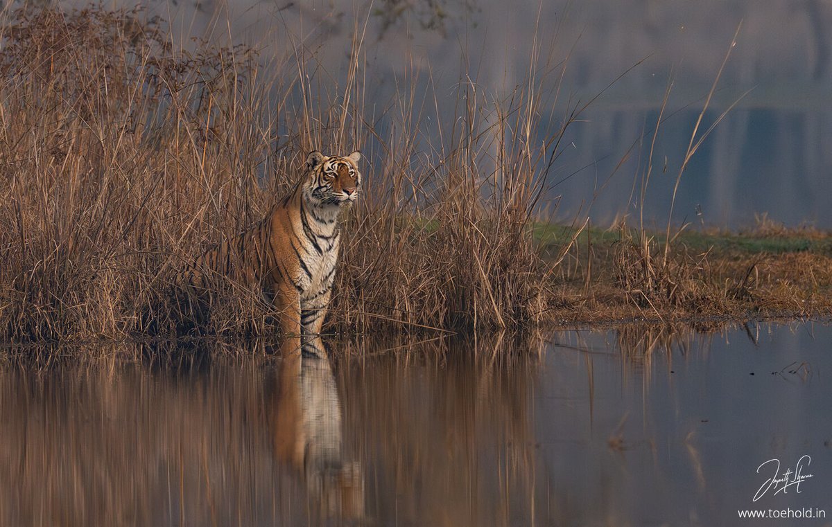 The young princess of #Ranthambhore was the most sighted Tiger in the last week for me. She's confident, beautiful and eager to rule. I can't wait to be here again in the summer.

#ToeholdPhotoTravel