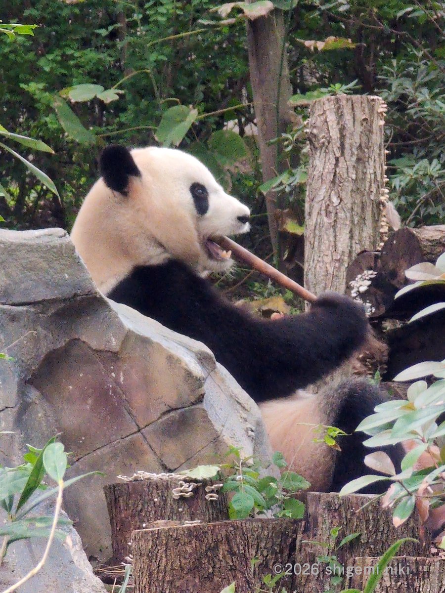 1月30日(金)最新】 @Pandaexn さん 【パンダなトークイベント2】 21日