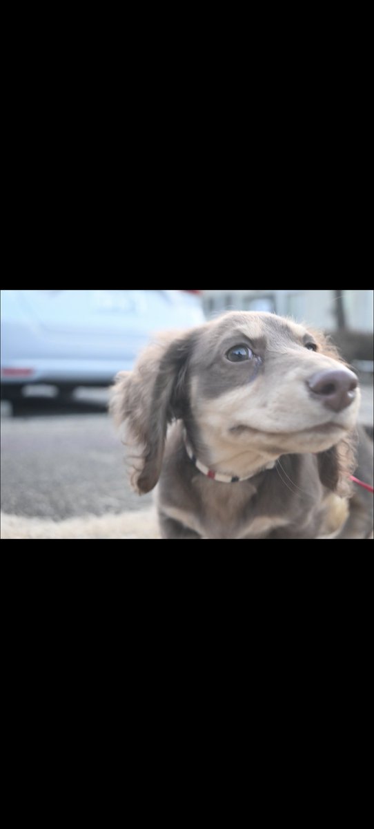 Pluto (Miho, gura) tweet media