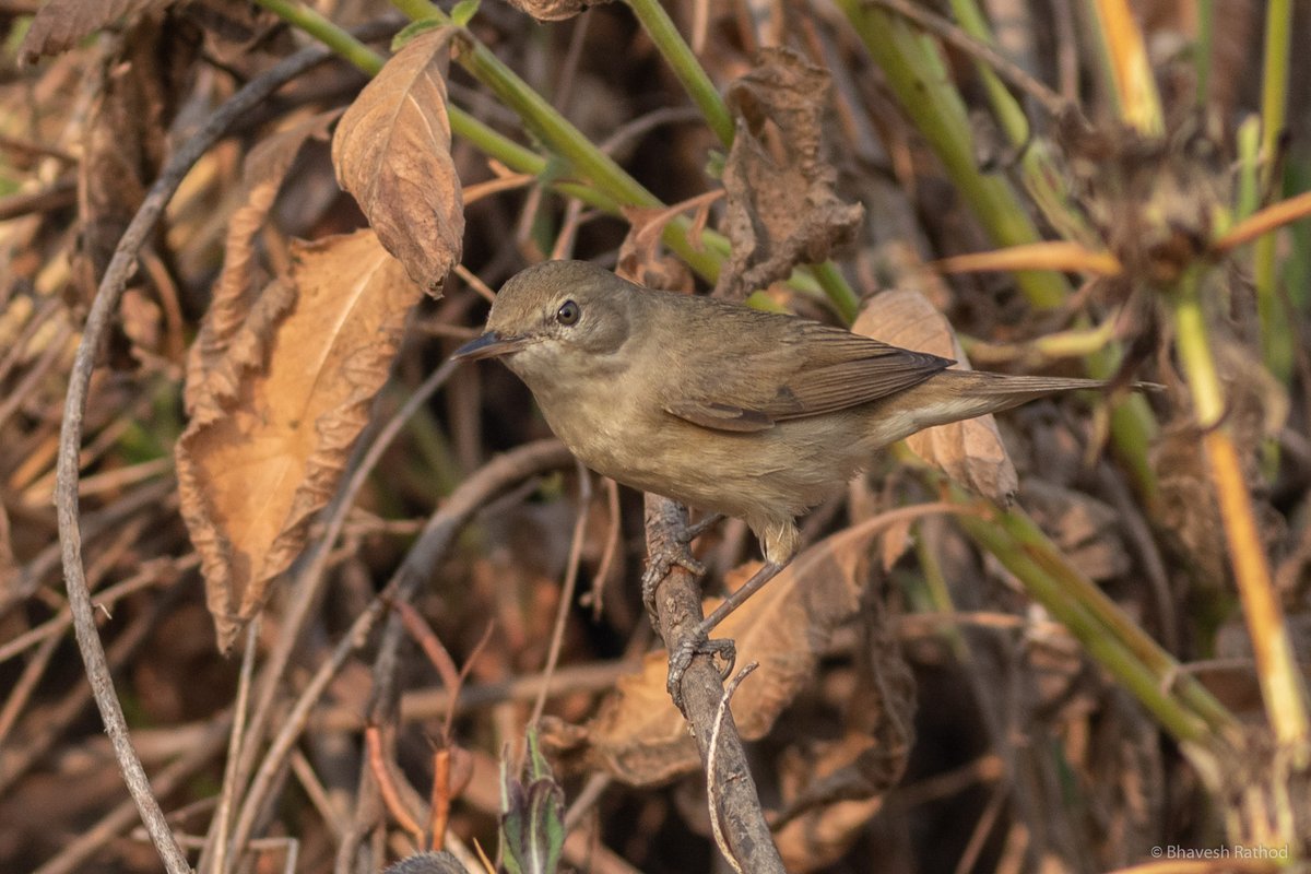 Blyth's Reed Warbler (Acrocephalus dumetorum)

Nerul, Maharashtra, India 🇮🇳
 
#birdphotography #NaturePhotography #wildlife #birds