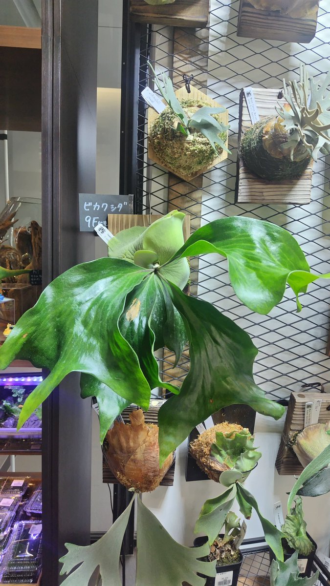 ビカクシダ　2種　dwarf ビカクシダ　③ 入荷情報】 ビカクシダ入ってます ①P.ridreyi（wild） ②P.hillii