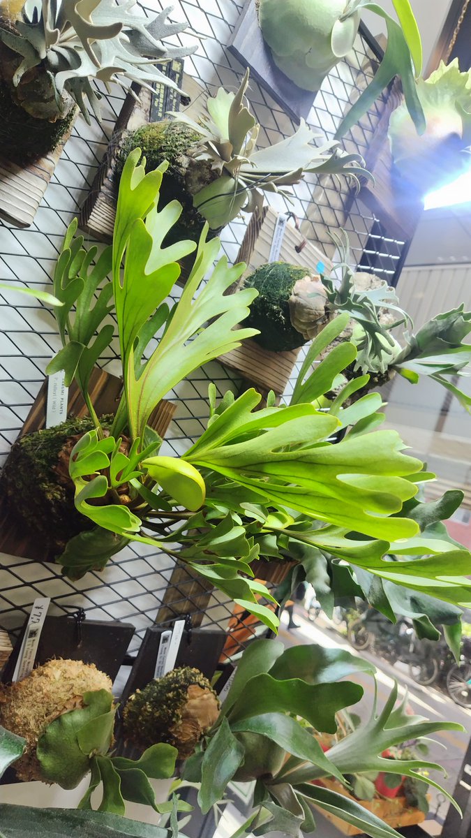 ビカクシダ ritv Select!! | artPLANTs （アートプランツ）