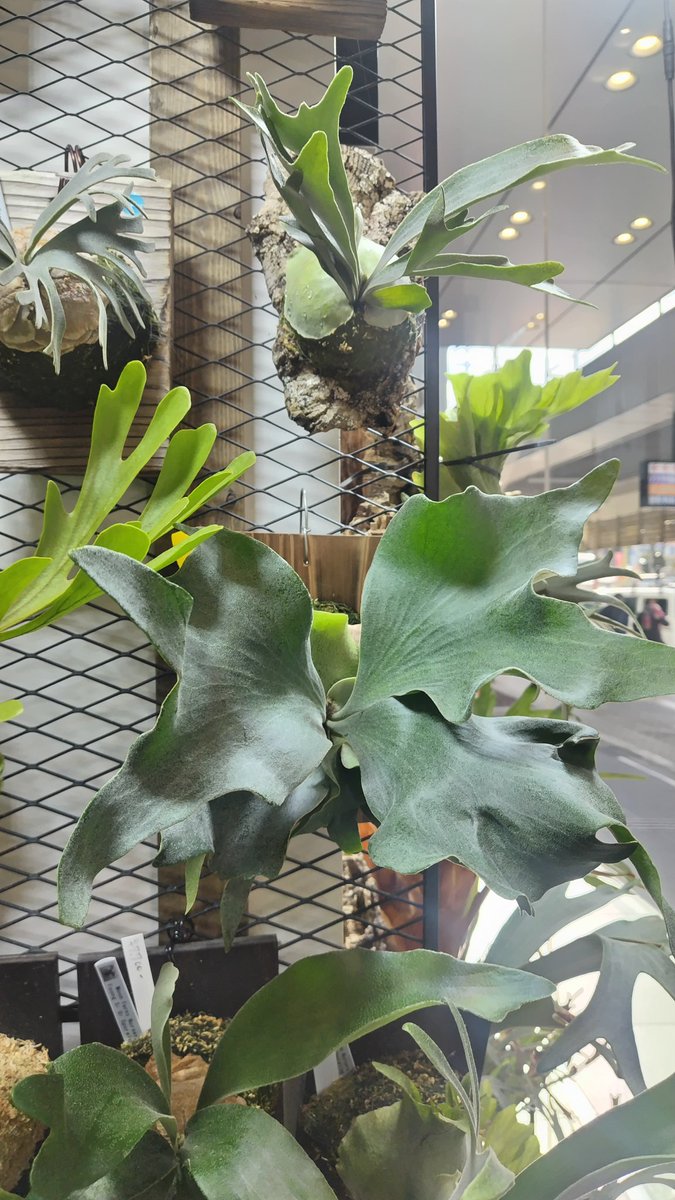 入荷情報】 ビカクシダ入ってます ①P.ridreyi（wild） ②P.hillii