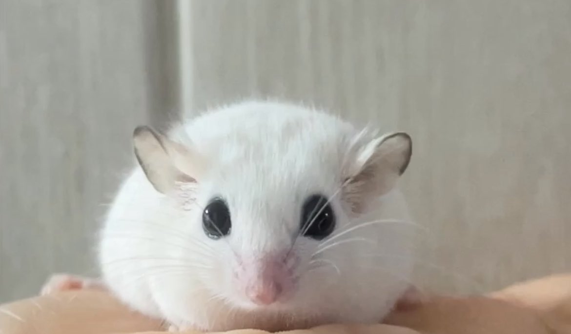 pzithfy10038's tweet image. 제가 미인 다람쥐 보여드릴게여
귀는 쫑긋 눈은 땡그랑 코는 핑크핑크