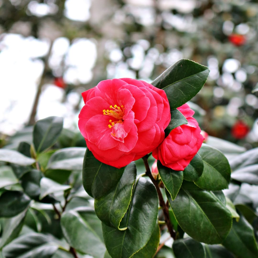 창경궁 tweet media
