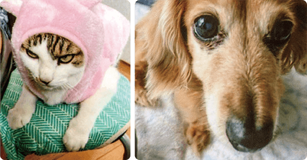 hb101_flora's tweet photo. 左の猫のむぎちゃんと、右の犬のジョン君は、ペットHB-101を入れた飲み水のおかげで、毛艶が良く、すごく元氣です。

#健康維持活力液 #ペットにも使えるHB101
#ペットフード #ペット飲み水に #愛犬 #愛猫
#植物の栄養 #植物のチカラ #植物バイオ
#株式会社フローラ
https://t.co/OFjeUwoJnM https://t.co/rjmAduTsLa