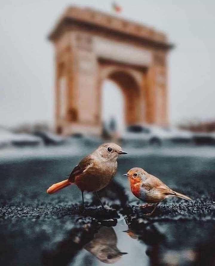  مخمليه عين .،،.🇸🇦 tweet media