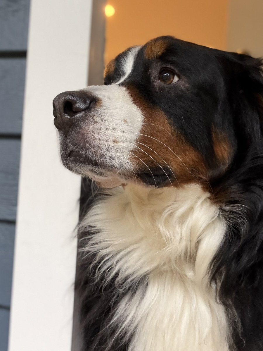 玄関を開けてても勝手に外に飛び出さないのだけはしつけが上手くいった