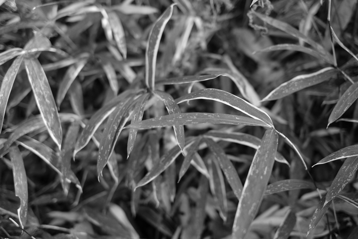 モノクロ ミイラ写真 DSXZZO2787034008032018000000-1