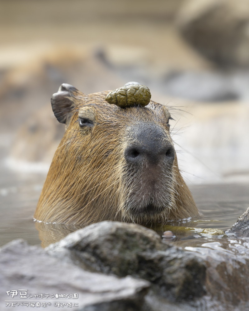 子供たちが大喜びでした。

#カピバラ #capybara #水豚 #伊豆シャボテン動物公園