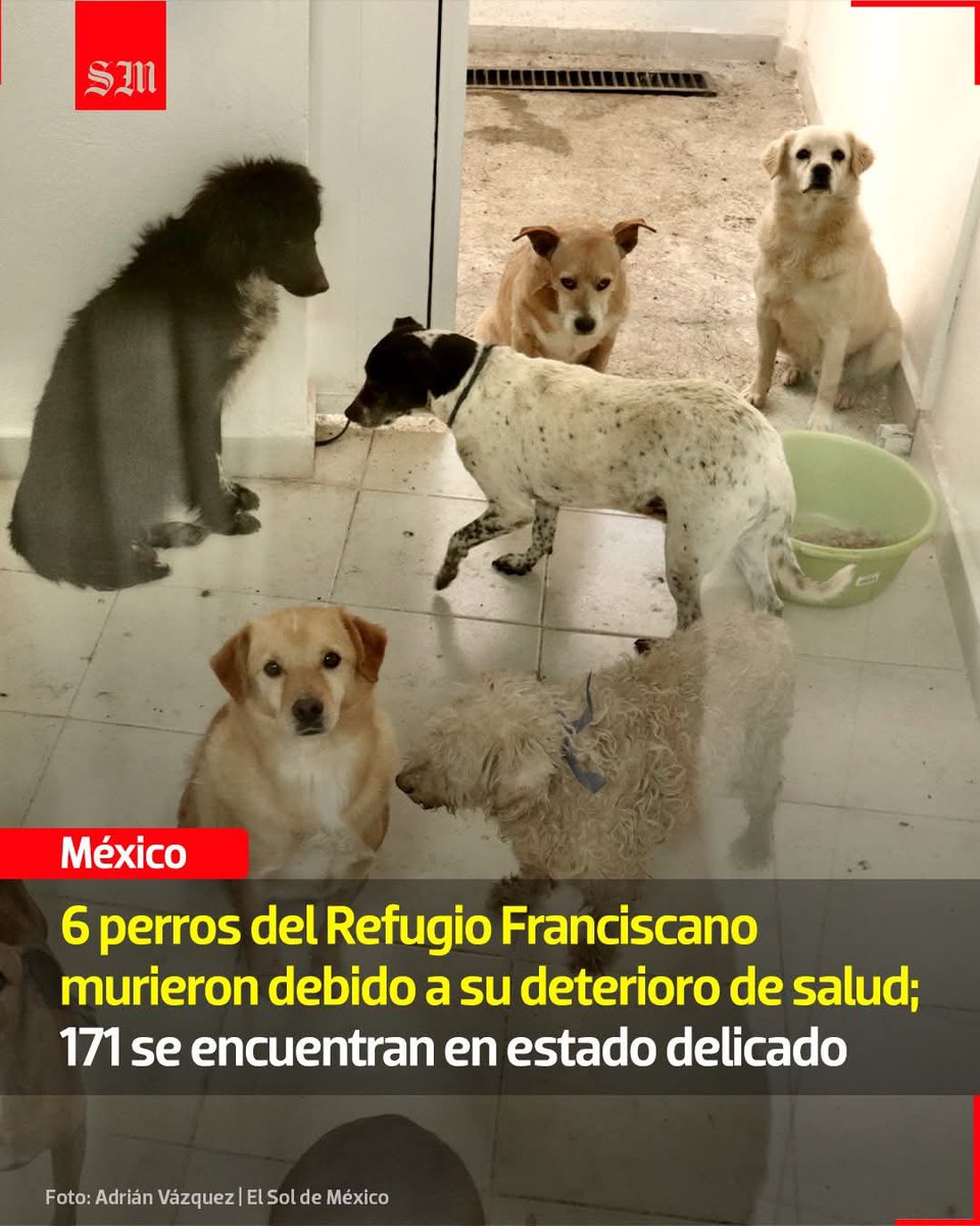 Mueren 6 perritos Franciscanos más a consecuencia del maltrato que están sufriendo bajo la responsabilidad de <a href="/ClaraBrugadaM/">Clara Brugada Molina</a> y todos los infames que la rodean.
Como no van a morir si su salud merma cada día por las inmundas condiciones en las que los tienen sometidos, encerrados
