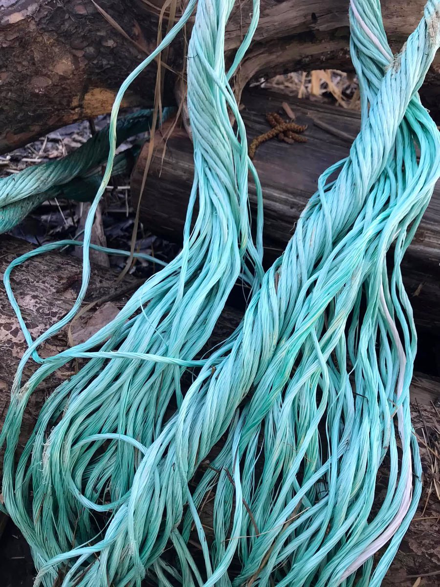 Fraser River Finds 🐟 tweet media