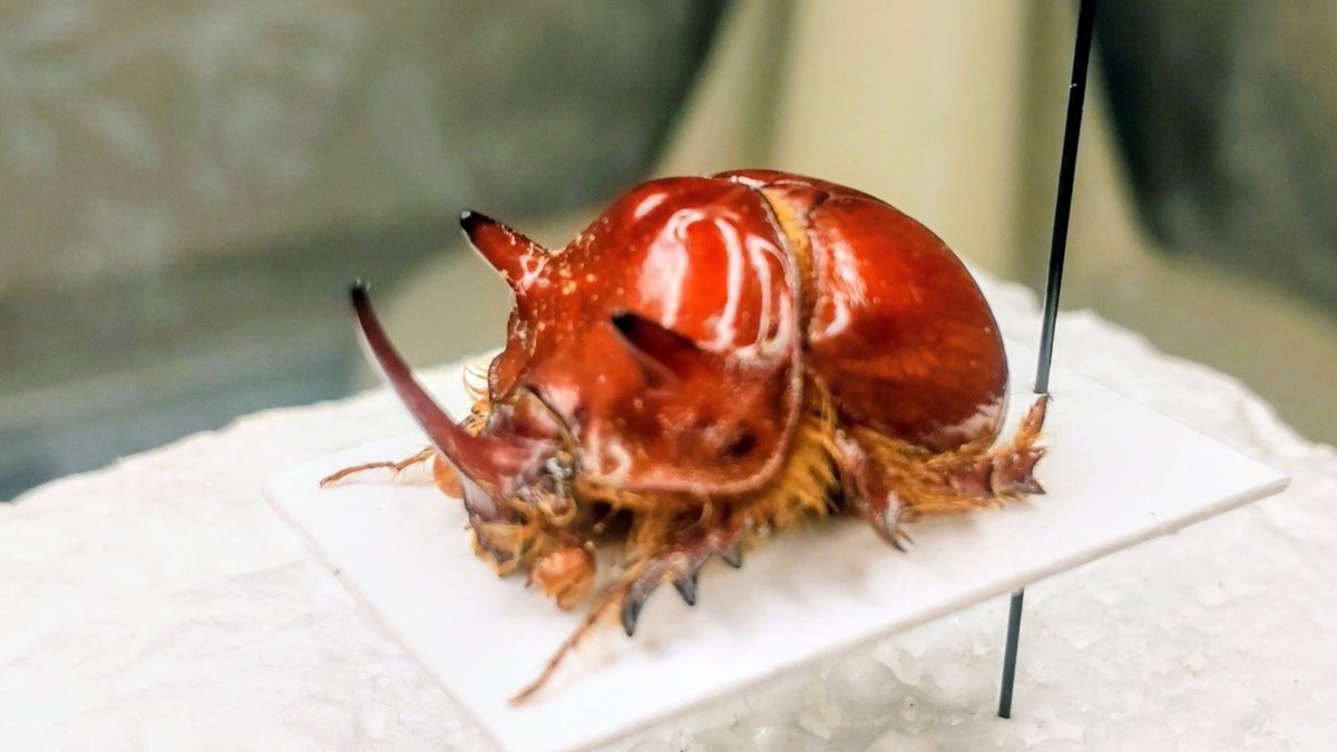 豪州のムネアカセンチ、一昔前にはまだ流通量が多くみられた大型種