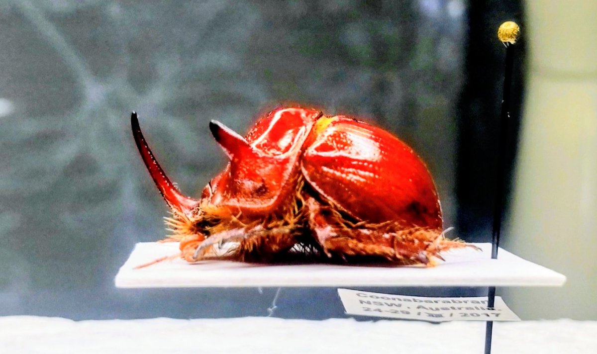 豪州のムネアカセンチ、一昔前にはまだ流通量が多くみられた大型種