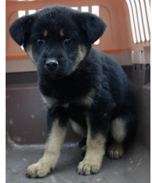 香川県 子犬 里親募集！ 1〜2ヶ月齢🐕️黒茶 メス 子犬を飼いたいか