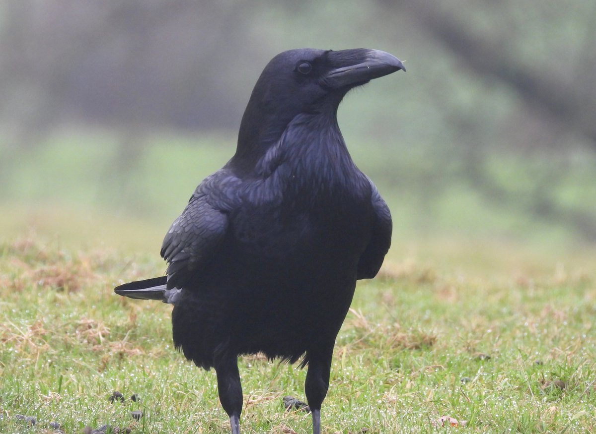 MarburyBirds tweet media