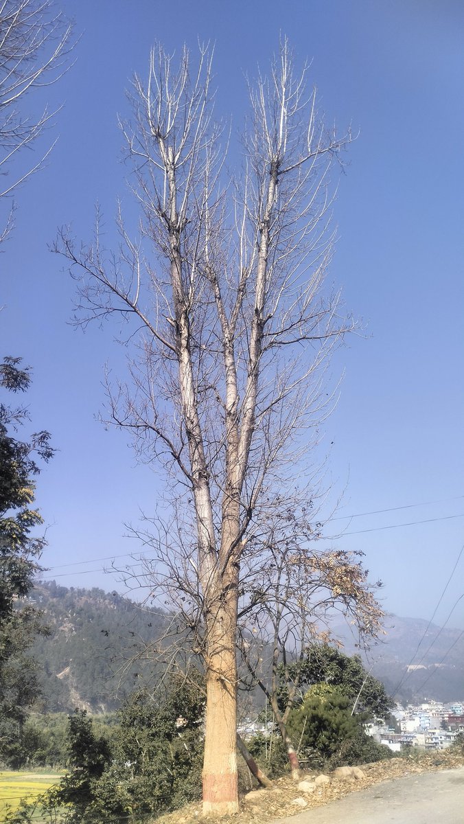यो रुख सुकेको होकि पात झरेको हो ।