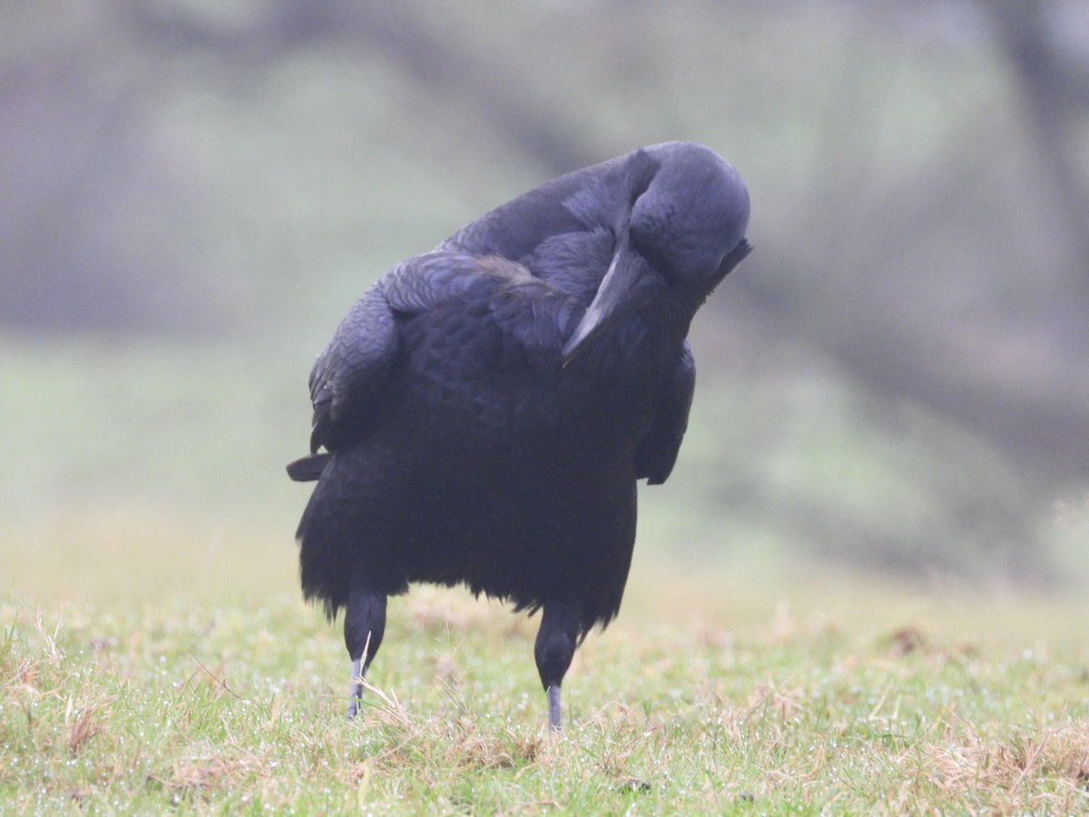 MarburyBirds tweet media