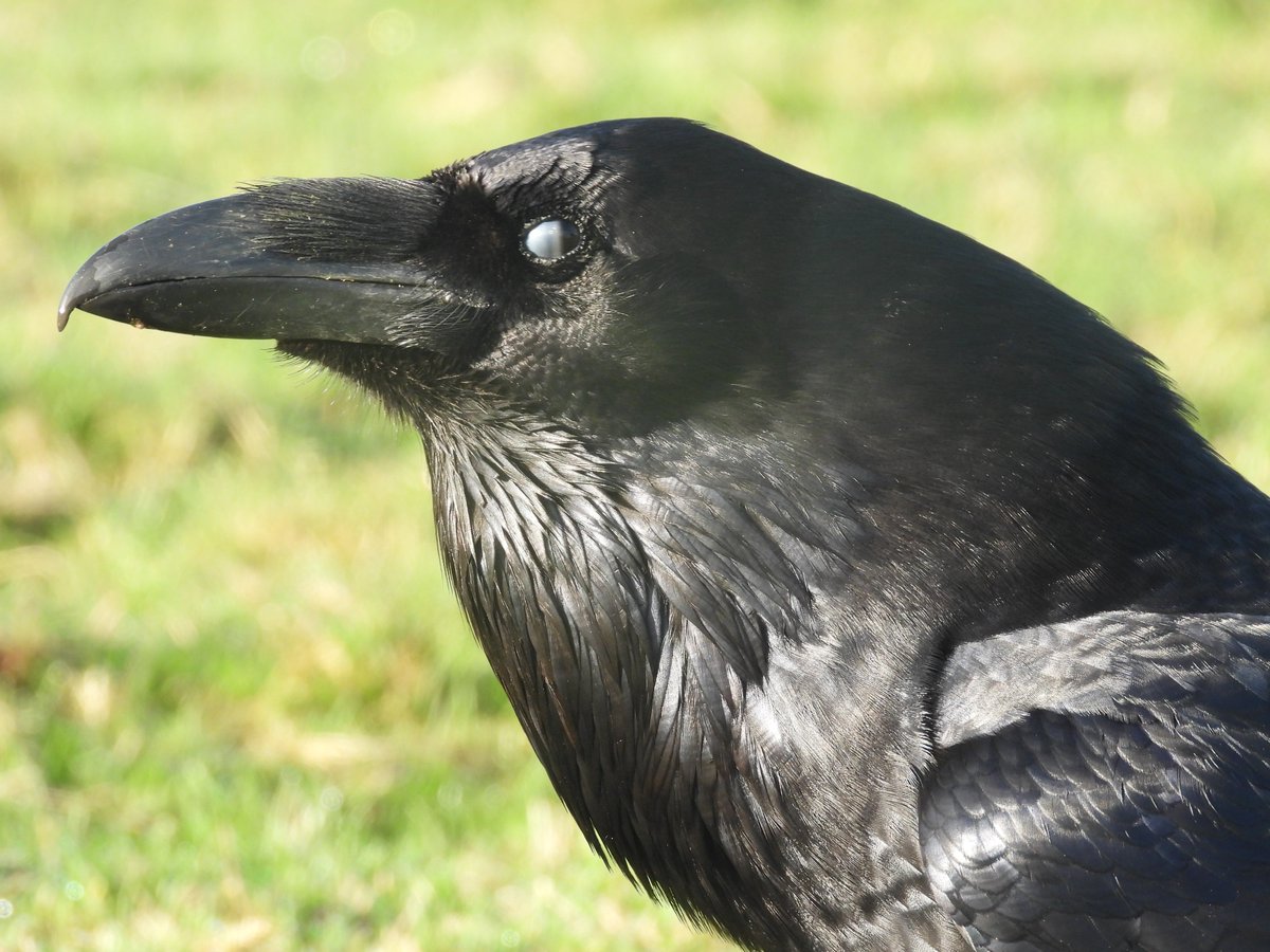 MarburyBirds tweet media