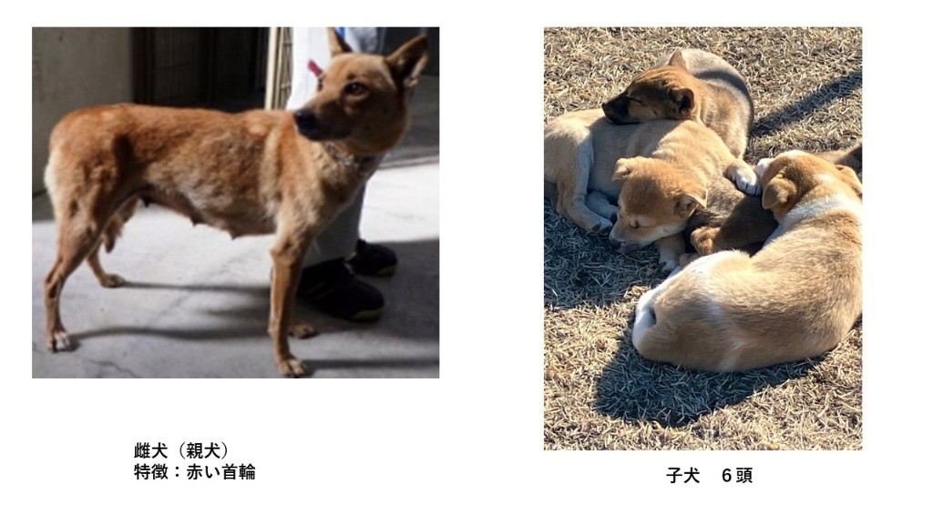oyama_tochigi's tweet photo. ／
飼い主を探しています！
＼

１月14日（水）市内において、雌犬１頭・子犬６頭を保護しました。
飼主を探しています。お心あたりのある方は専用フォームよりご連絡ください。

▼専用フォームはこちら
https://t.co/4HCDuz0Igh https://t.co/uUGaLwIa4Z