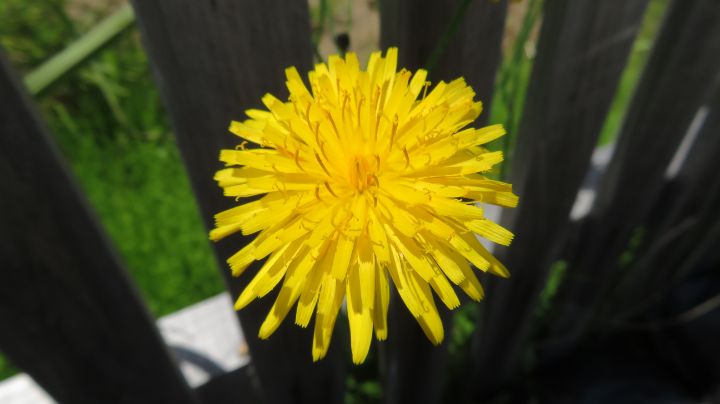 Hawk3330's tweet image. Art of the Day! "Yellow Flower２". Buy at: ArtPal.com/HawkOren?i=301…