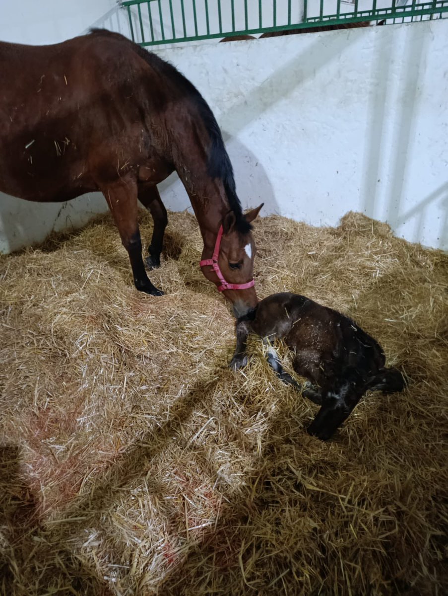 Huzurlarınızda ilk yetiştirdiğim tayım (Rhythm Divine x Teresita). Bana bu mutluluğu yaşatan sevgili <a href="/cagimniekurisi/">Rhythm Divine HARASI</a> personelleri ve değerli abim <a href="/muratcagimni/">Murat ÇAĞIMNI</a> ‘ya çok teşekkür ederim. Dünyamıza hoşgeldin minik kız❤️❤️🧿🧿🧿