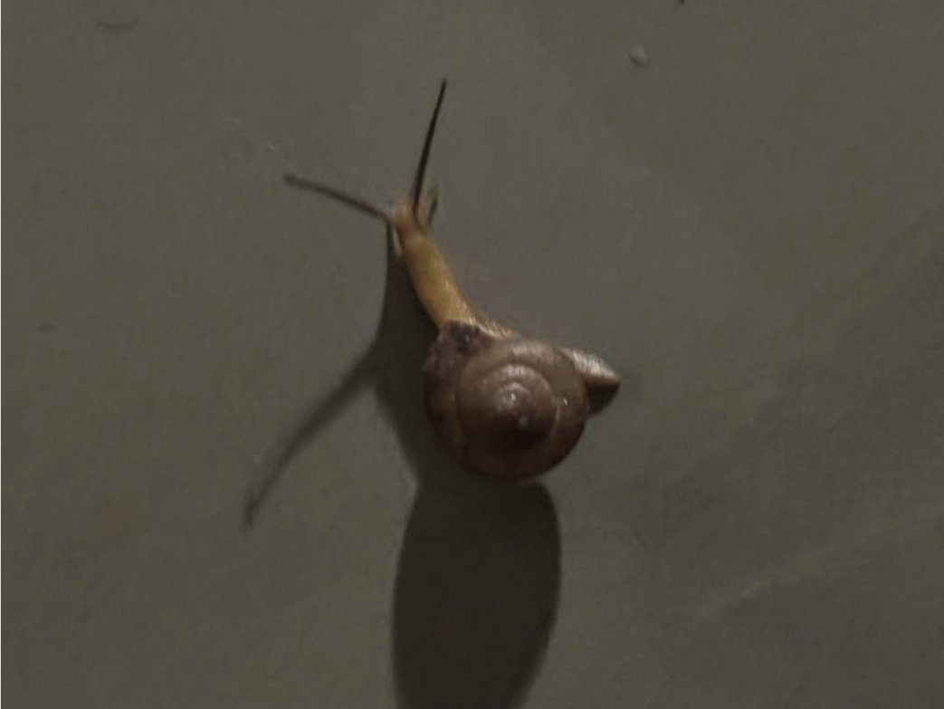 휘이니의 우렁4길 무무 빈티지 샵과 우렁이(달팽이겟져네.) 사진... 배치 넘좋