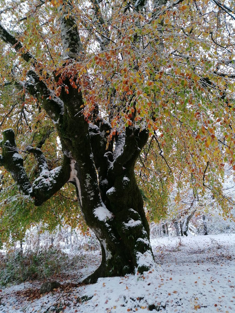 NavarraalNatura's tweet photo. El árbol, aún durmiendo, sostiene al mundo. Mientras, en los despachos, algunos ya firmaron su caída.

Defender los árboles no es romanticismo, es supervivencia.
Defender los bosques es una obligación política, no una opción estética. https://t.co/MRRrmnVX17