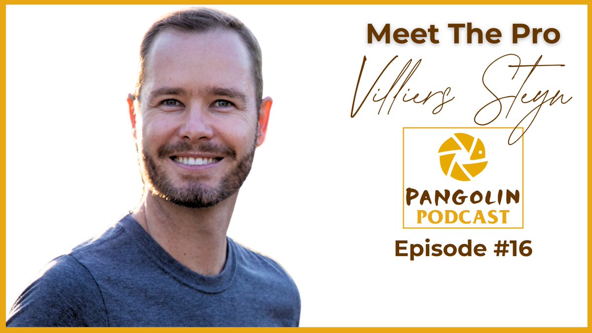 Pangolin Wildlife Photography tweet media