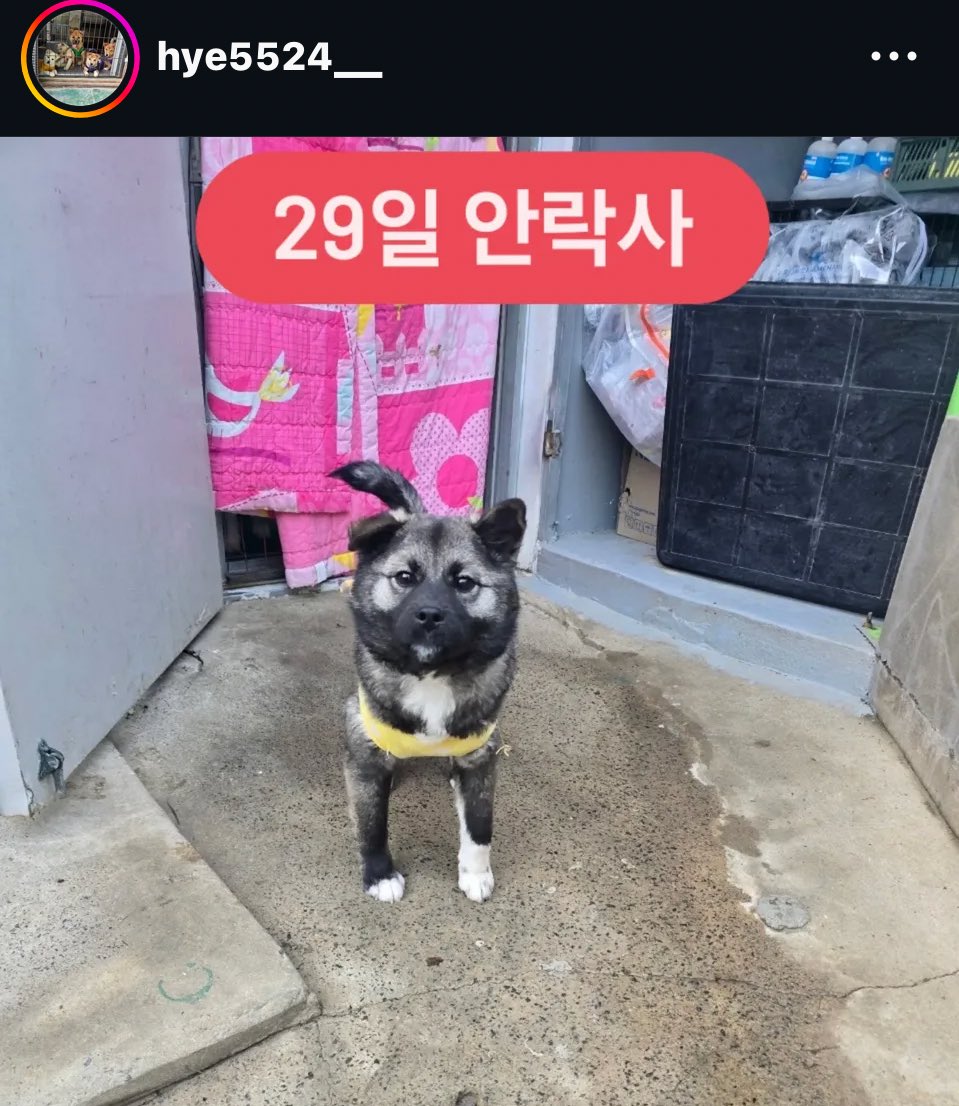 RAD_univ's tweet image. 1월 29일 안락사 예정