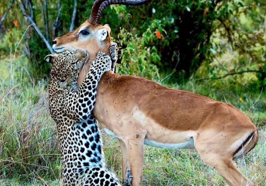 سمح المحيّا tweet media