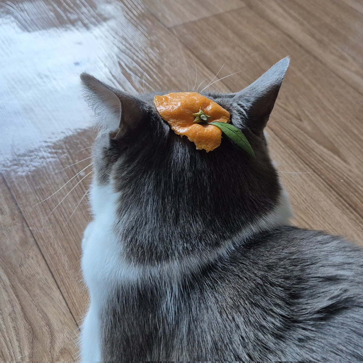 rangboys's tweet image. 잎파리 달린 귤을 발견했을때 고양이집사가 해야하는 일