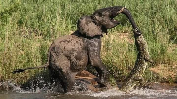 Somlimokazi's tweet photo. When you try to pull out, but she’s already seen your payslip!

 😭 https://t.co/IpIvs2Xi9F