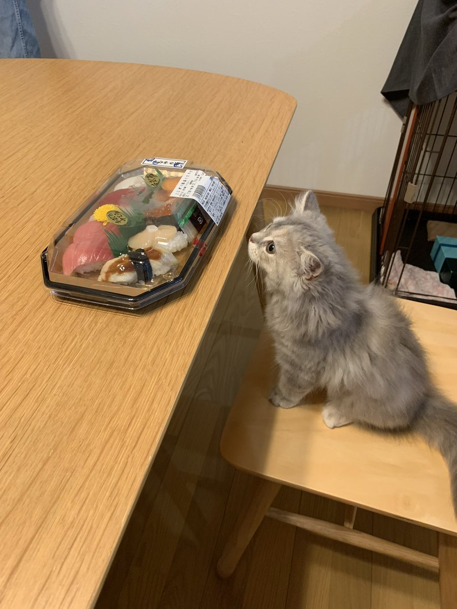 ミカヅチ (@nPwmCkajg6OuOcl) / Posts / X