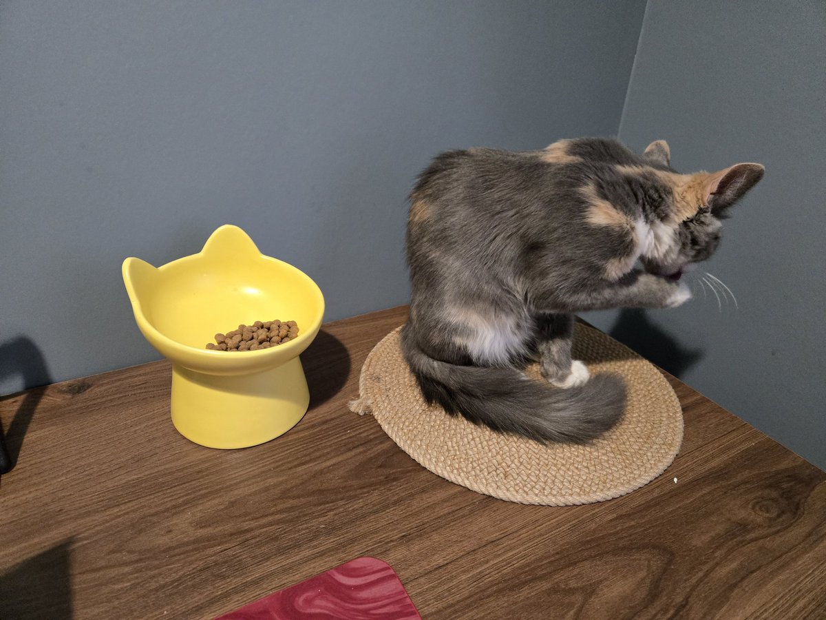 Совместное завтракание #сушка #коточетверг