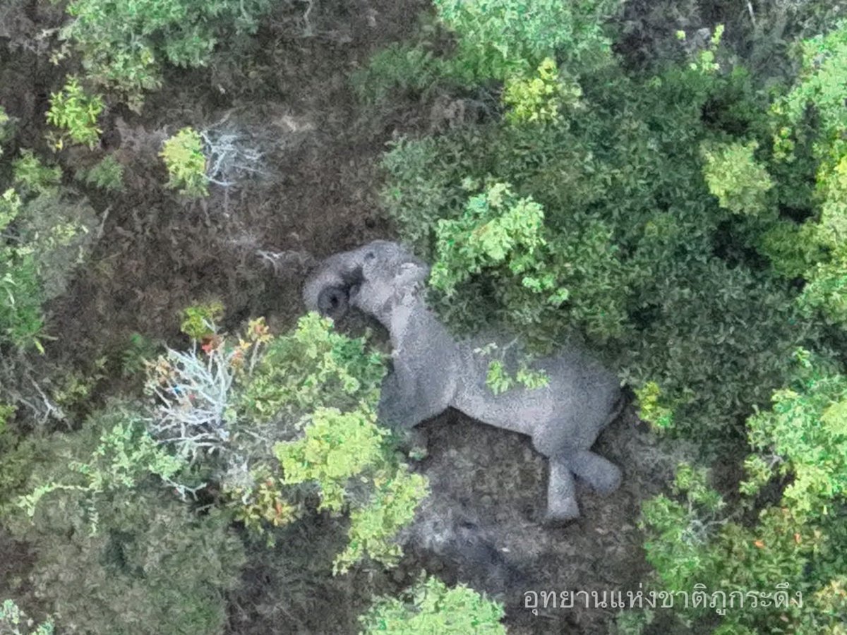 DNPnews_'s tweet image. ตื่นรับอากาศดีๆ ที่ภูกระดึง! ☀️
ยามเช้าสดใส อากาศสบายมาก ๆ
อุณหภูมิขณะนี้ 11-23°C ความชื้น 89%
PM 2.5 อยู่ที่ 20 มคก./ลบ.ม.
อากาศดีแบบนี้ใครอยากมาสูดอากาศบริสุทธิ์บ้าง?
📸 เจ้าหน้าที่ชุดบินโดรน อช.ภูกระดึง
#ภูกระดึง #อุทยานแห่งชาติภูกระดึง #ช้างป่า