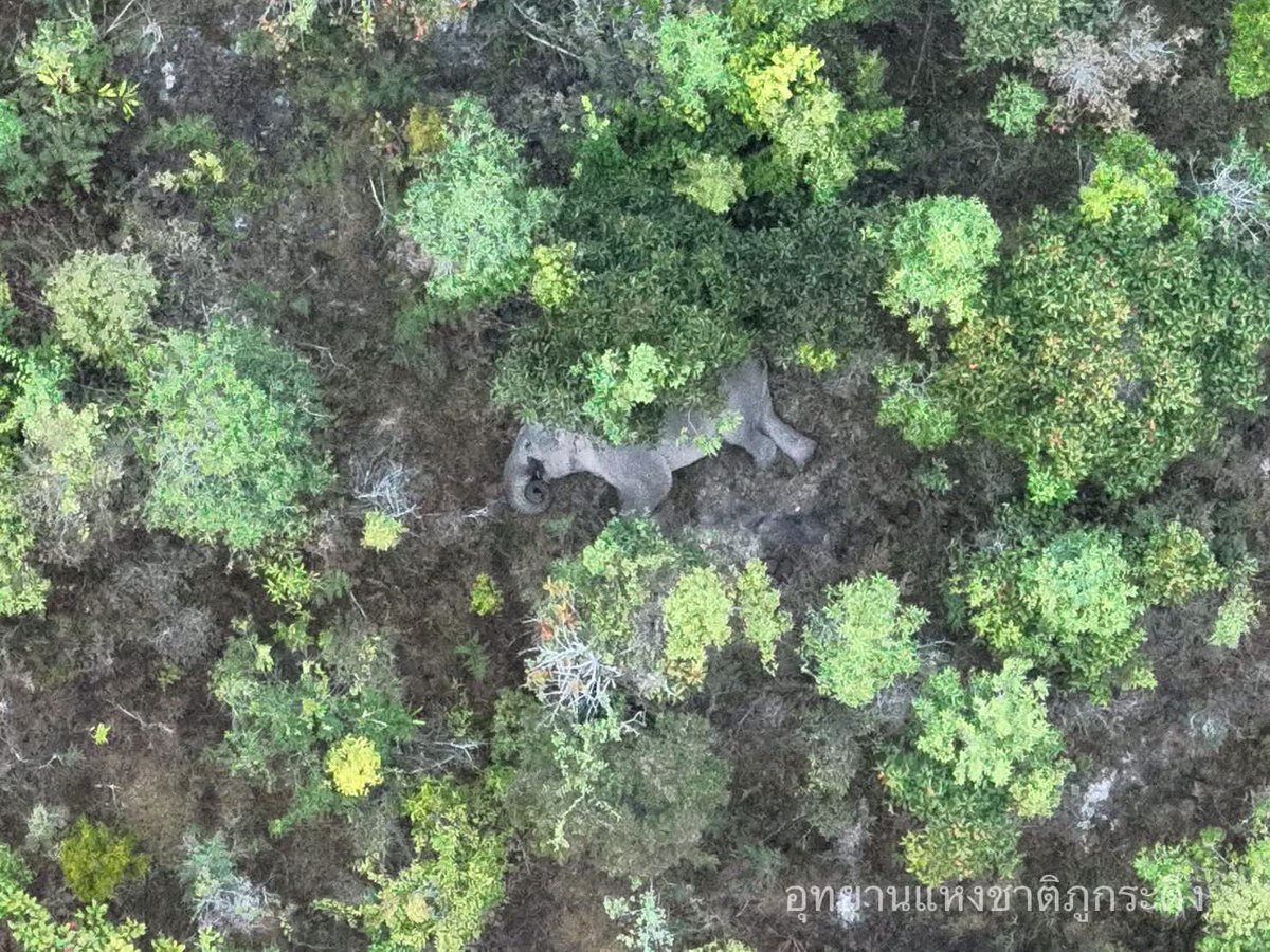 DNPnews_'s tweet image. ตื่นรับอากาศดีๆ ที่ภูกระดึง! ☀️
ยามเช้าสดใส อากาศสบายมาก ๆ
อุณหภูมิขณะนี้ 11-23°C ความชื้น 89%
PM 2.5 อยู่ที่ 20 มคก./ลบ.ม.
อากาศดีแบบนี้ใครอยากมาสูดอากาศบริสุทธิ์บ้าง?
📸 เจ้าหน้าที่ชุดบินโดรน อช.ภูกระดึง
#ภูกระดึง #อุทยานแห่งชาติภูกระดึง #ช้างป่า