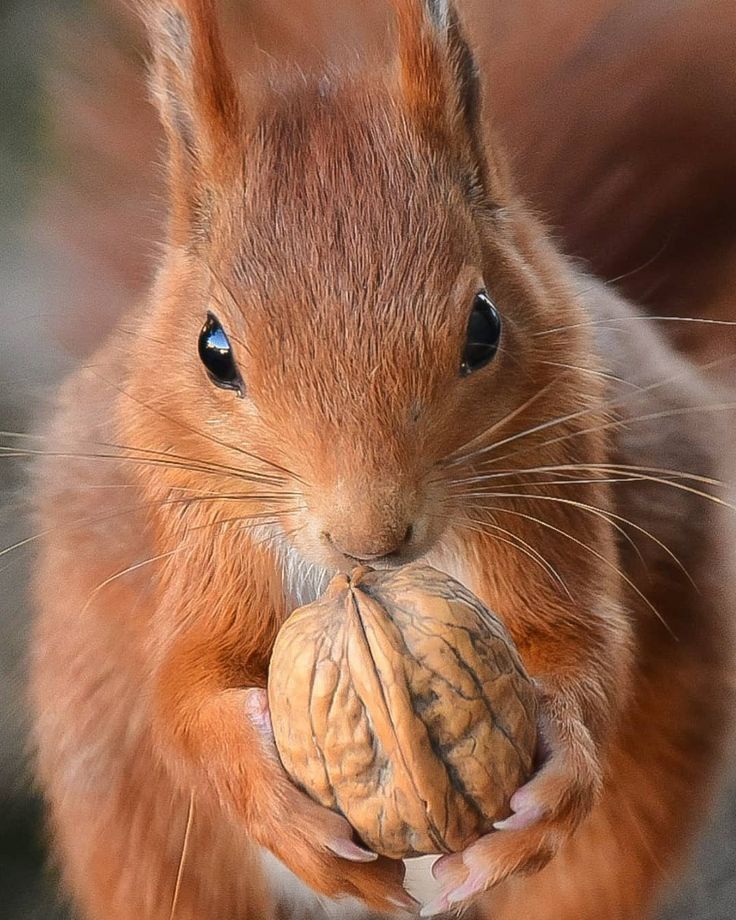 Eichhörnchen Fan 🐿🐿🇩🇪🇩🇪 tweet media
